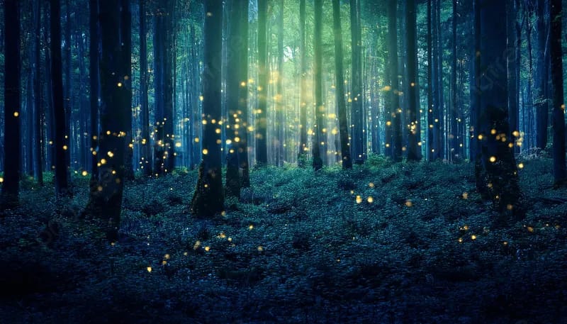 Una lanterna magica a spasso nel bosco